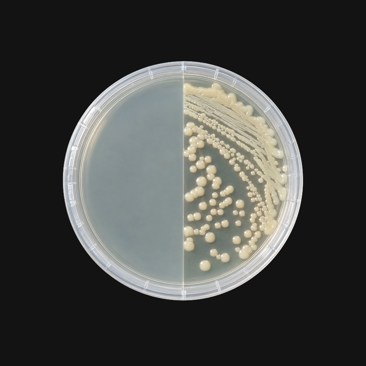 How to Do CRISPR at Home: Beginner's Complete Guide (2026)