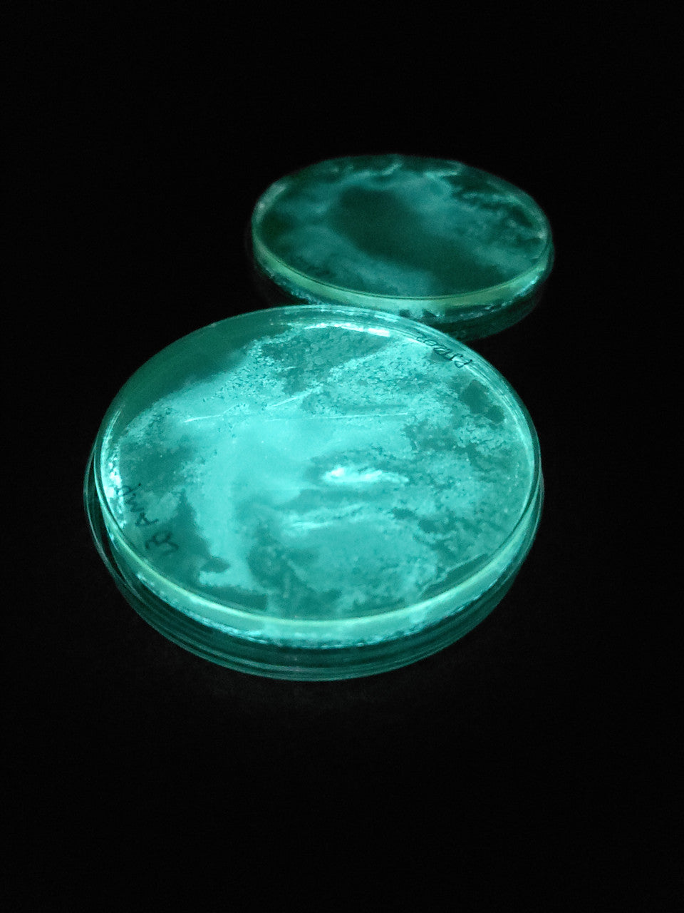 Bioluminescent Bacteria Culturing Kit