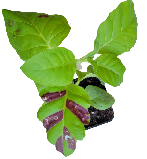 Plant Pigment Genetic Engineering Kit
