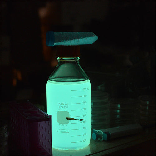Bioluminescent Bacteria Culturing Kit