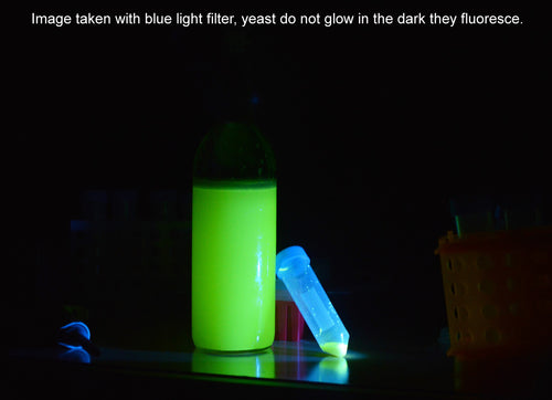 Fluorescent Yeast Genetic Engineering Kit