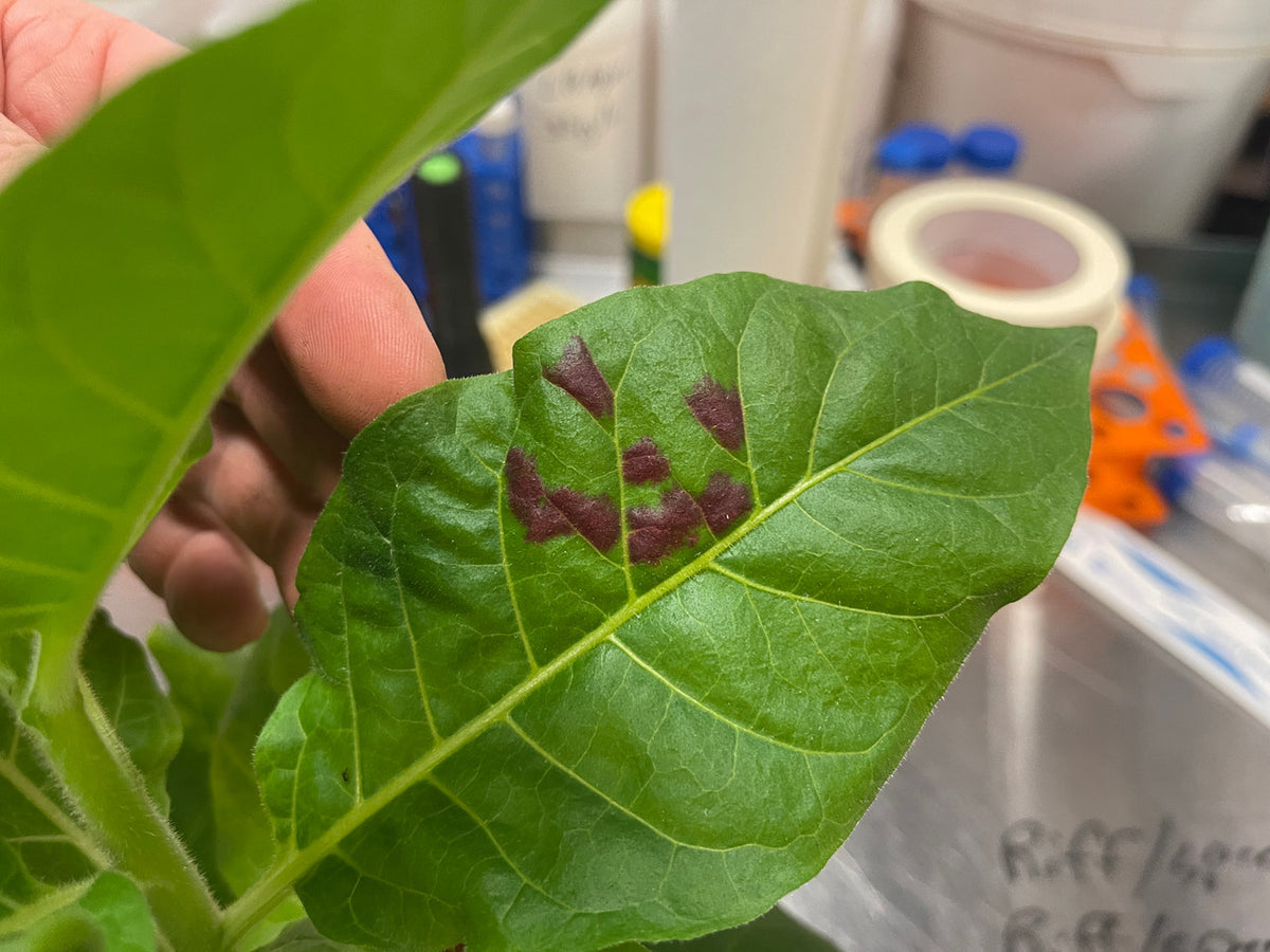 Plant Pigment Genetic Engineering Kit